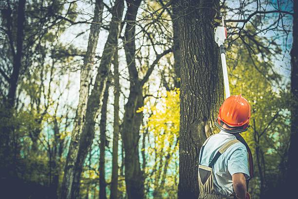 How Our Tree Care Process Works  in  Maeser, UT